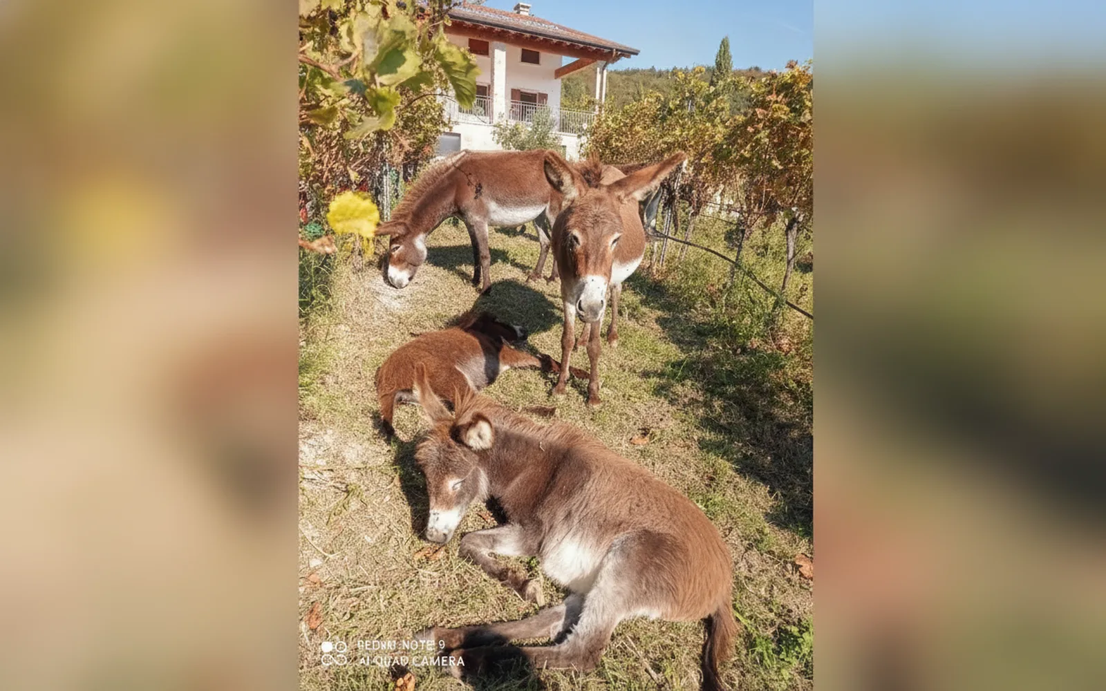 Esterni di Agriturismo Corte Maccini, Verona (foto 11)